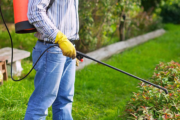 Pest Control Service